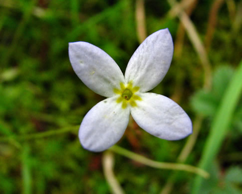 image of Houstonia caerulea, Quaker Ladies, Common Bluet, Innocence, Azure Bluet