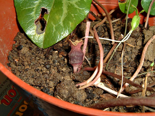 image of Hexastylis contracta, Mountain Heartleaf