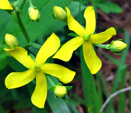 image of Hypericum nudiflorum, Early St. Johnswort, Naked St. Johnswort, Streamside St. Johnswort