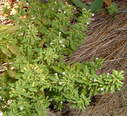 image of Hedeoma pulegioides, American Pennyroyal