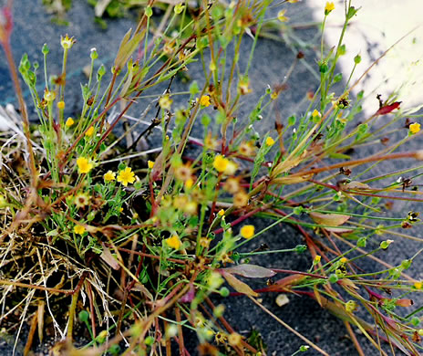 Krigia cespitosa, Opposite-leaf Dwarf-dandelion