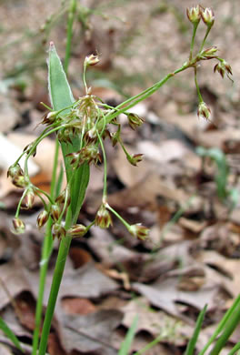 image of Luzula acuminata var. carolinae, Carolina Woodrush, Southern Hairy Woodrush