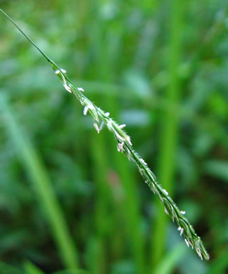 spikelet