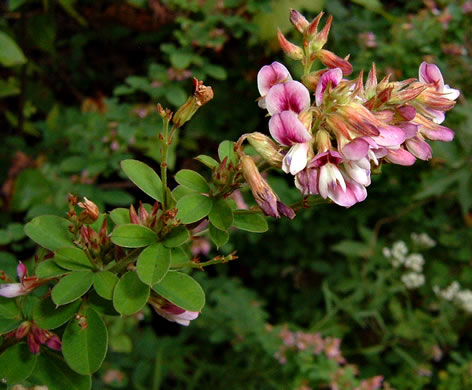 image of Lespedeza violacea, Wand Lespedeza, Wandlike Bush-clover, Violet Bush-clover