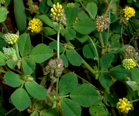 image of Medicago lupulina, Black Medick, Yellow Trefoil