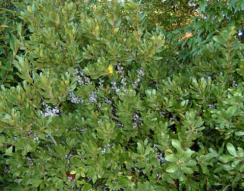 image of Morella pensylvanica, Northern Bayberry