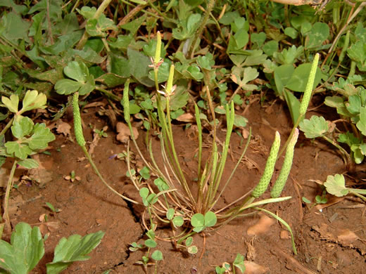 image of Myosurus minimus, Mousetail