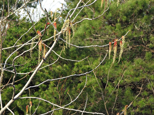 image of Populus deltoides ssp. deltoides, Eastern Cottonwood