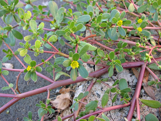 image of Portulaca oleracea, Common Purslane, Garden Purslane, Pussley, Pursley