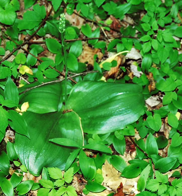 image of Platanthera orbiculata, Large Round-leaved Orchid, Dessert-plate Orchid