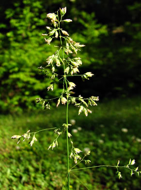 image of Poa pratensis ssp. pratensis, Kentucky Bluegrass, Junegrass, Speargrass