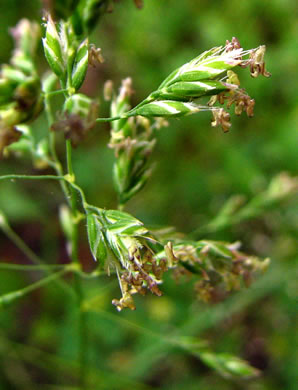 spikelet