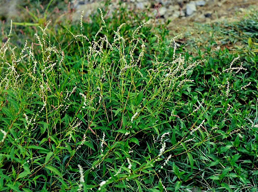 image of Persicaria punctata, Dotted Smartweed