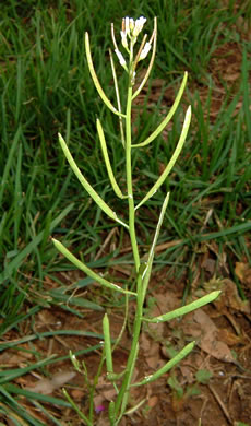 image of Planodes virginicum, Sibara, Virginia-cress, Virginia Rockcress, Virginia Winged Rockcress