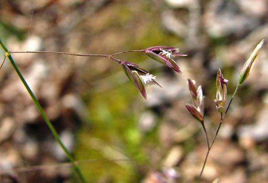 spikelet