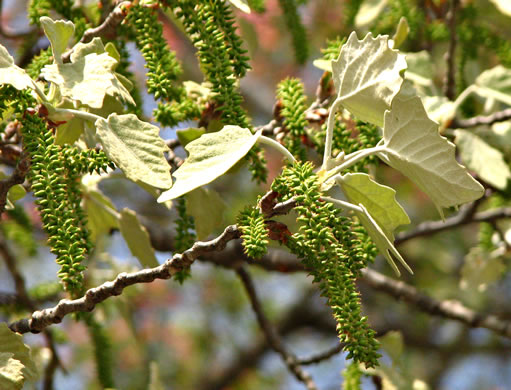 image of Populus alba, White Poplar, Silver Poplar