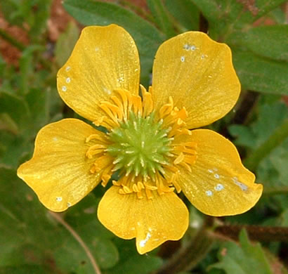 image of Ranunculus sardous, Sardinian Buttercup, Hairy Buttercup