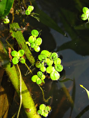 image of Spirodela polyrhiza, Greater Duckweed, Duckmeat, Minnow-fole, Giant Duckweed