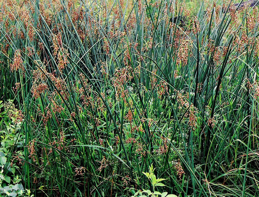 image of Schoenoplectus tabernaemontani, Softstem Bulrush, Great Bulrush