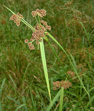 image of Scirpus georgianus, Georgia Bulrush