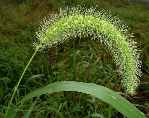 panicle