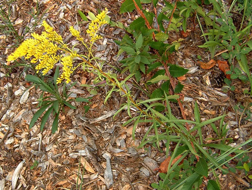 image of Solidago pinetorum, Small's Goldenrod, Pineywoods Goldenrod