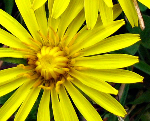 image of Taraxacum erythrospermum, Red-seeded Dandelion