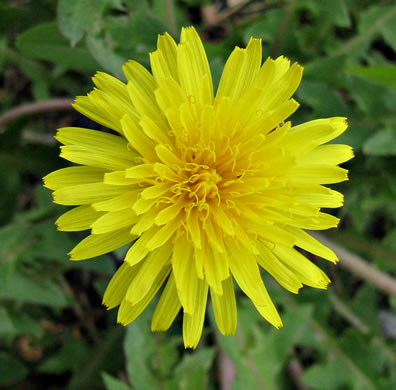 Taraxacum erythrospermum, Red-seeded Dandelion