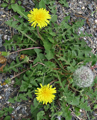 image of Taraxacum erythrospermum, Red-seeded Dandelion