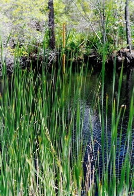 image of Typha angustifolia, Narrowleaf Cattail