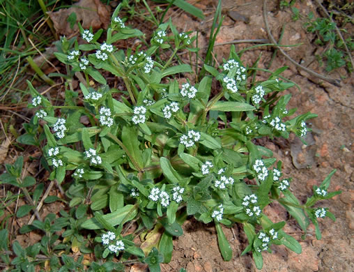 image of Valerianella locusta, European Cornsalad