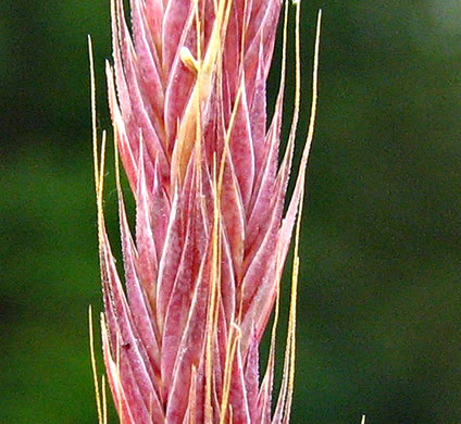 image of Festuca octoflora var. octoflora, Southern Six-weeks Fescue