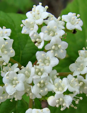 image of Viburnum rafinesqueanum, Downy Arrowwood