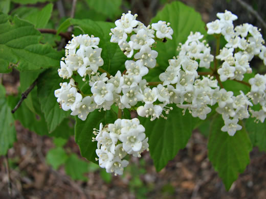 image of Viburnum rafinesqueanum, Downy Arrowwood