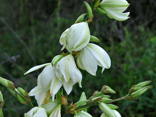 image of Yucca flaccida, Weakleaf Yucca