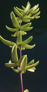 image of Pellaea wrightiana, Wright's Cliffbrake