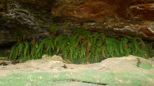 image of Vandenboschia boschiana, Appalachian Filmy-fern, Appalachian Bristle Fern