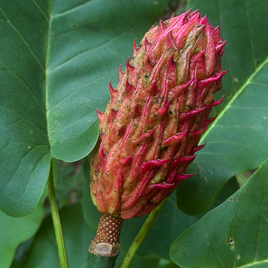 Magnolia fraseri, Fraser Magnolia, Mountain Magnolia, Earleaf Umbrella-tree, Umbrella Tree