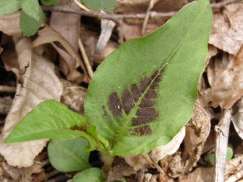 image of Persicaria virginiana, Virginia Jumpseed