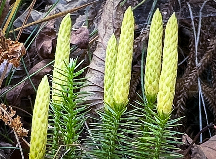 image of Spinulum annotinum, Stiff Clubmoss, Bristly Clubmoss