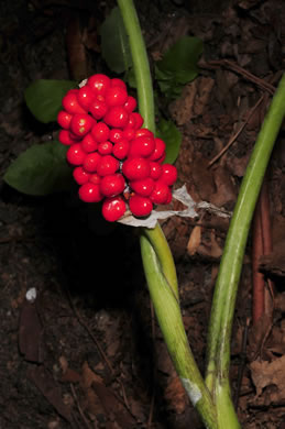 image of Arisaema triphyllum, Common Jack-in-the-Pulpit, Indian Turnip