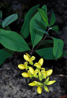 image of Baptisia cinerea, Carolina Wild Indigo, Gray-hairy Wild Indigo