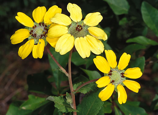 image of Berlandiera pumila var. pumila, Eastern Green-eyes