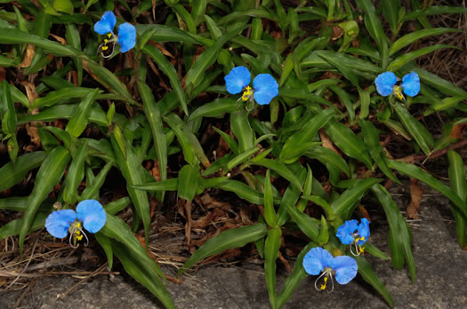 image of Commelina erecta var. erecta, Erect Dayflower, Slender Dayflower