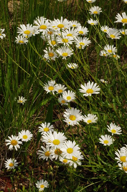 image of Leucanthemum vulgare, Oxeye Daisy, Common Daisy