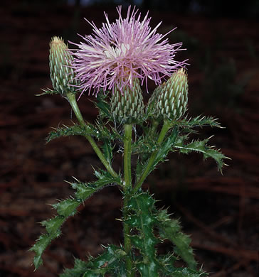 Cirsium repandum, Sandhill Thistle