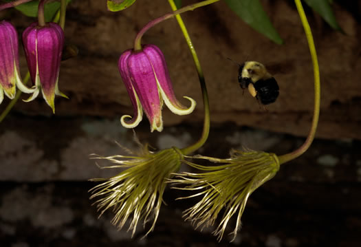 image of Clematis viorna, Northern Leatherflower, Vase-vine