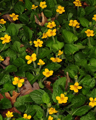 image of Chrysogonum repens, Carolina Green-and-gold