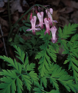 image of Dicentra eximia, Wild Bleeding Heart