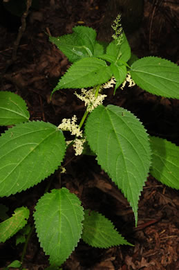 Laportea canadensis, Canada Wood-nettle